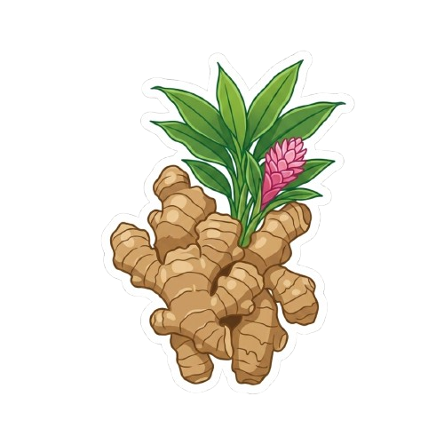 Ginger illustration